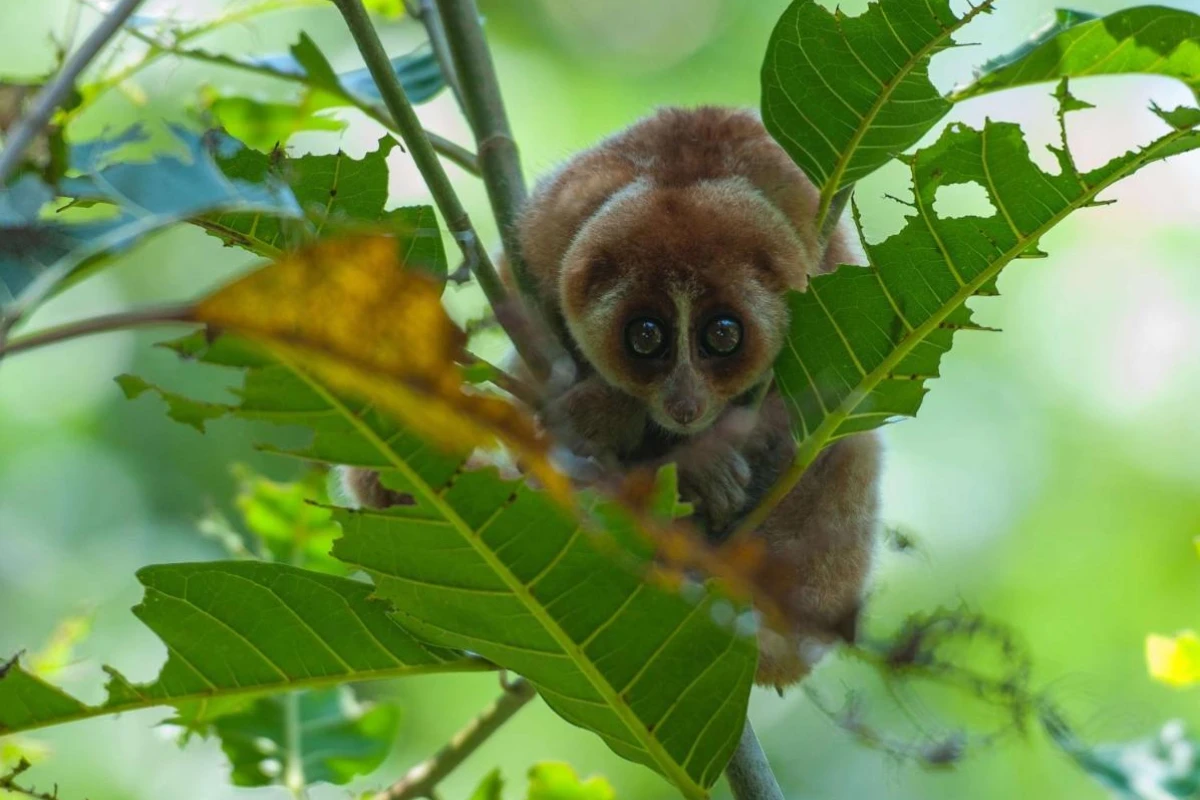 Shangri-La Rasa Ria Kota Kinabalu - Hotel Photo 17