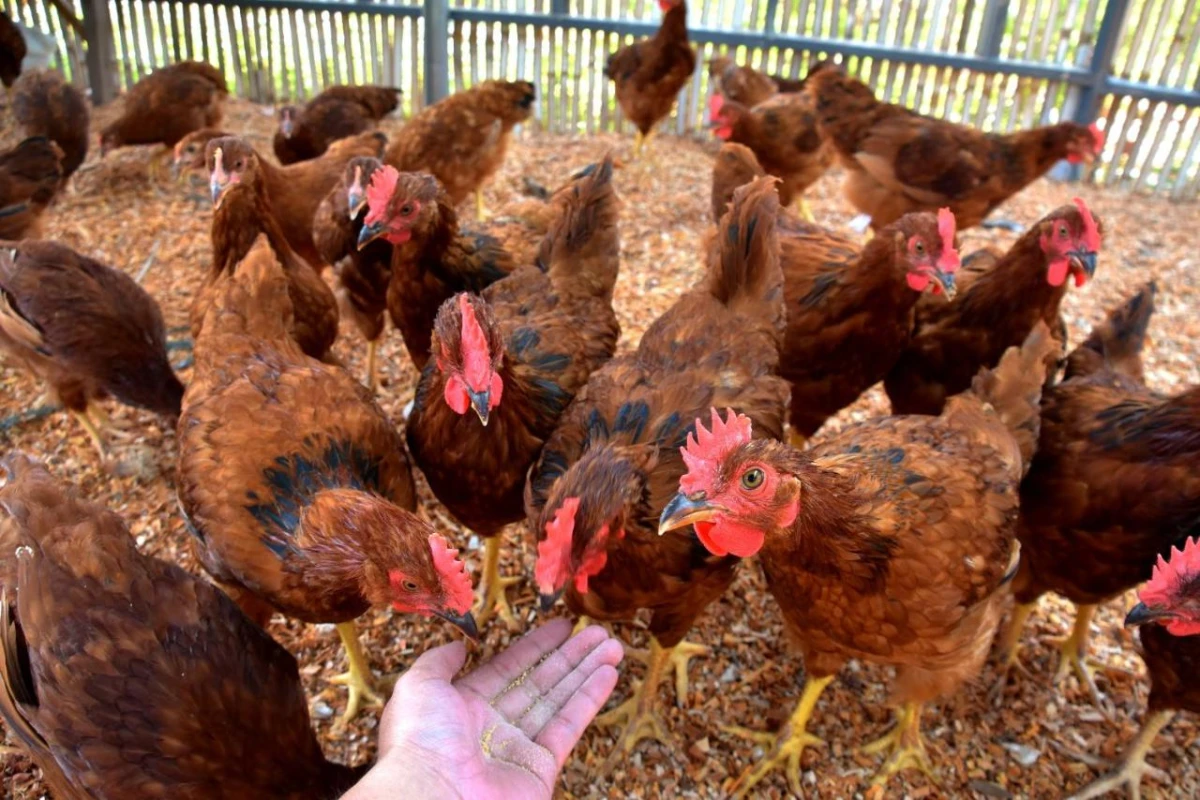 Badian Island Wellness Resort - Hotel Photo 15