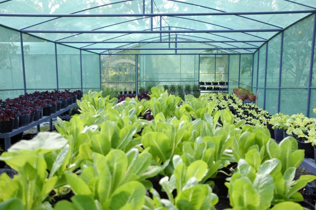 Badian Island Wellness Resort - Hotel Photo 17