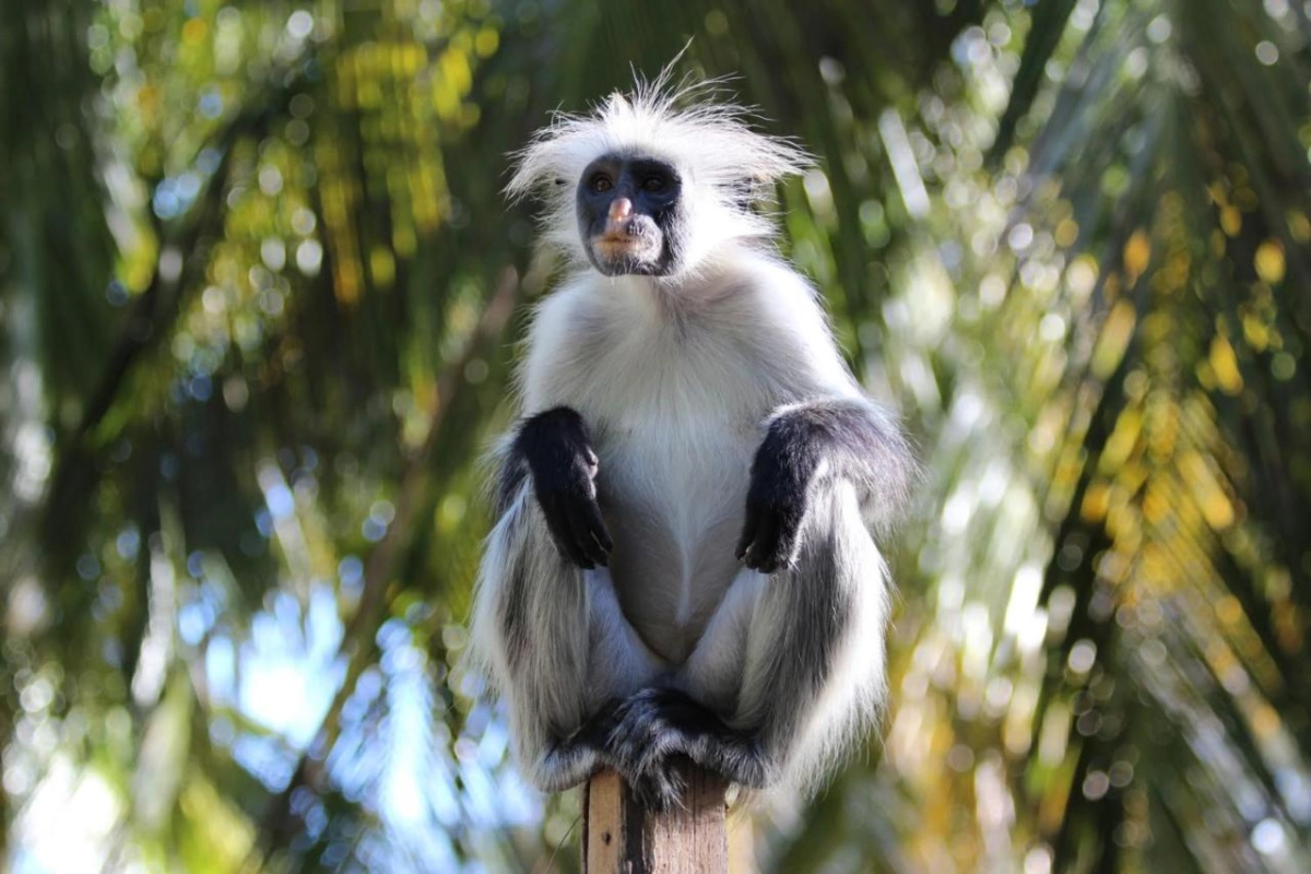 Zanzibar White Sand Luxury Villas & Spa - Hotel Photo 9
