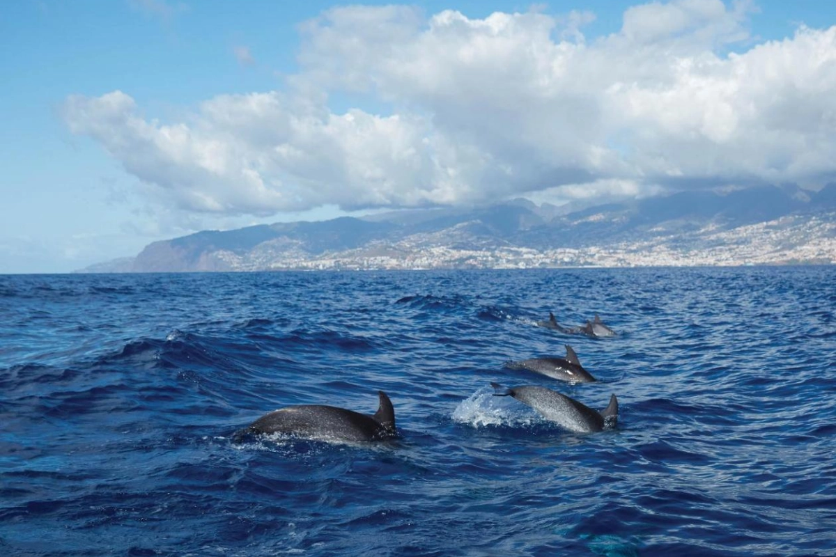 Reid's Palace A Belmond Hotel - Hotel Photo 29