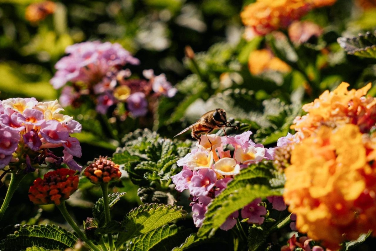 The Phoenicia Malta - Hotel Photo 41