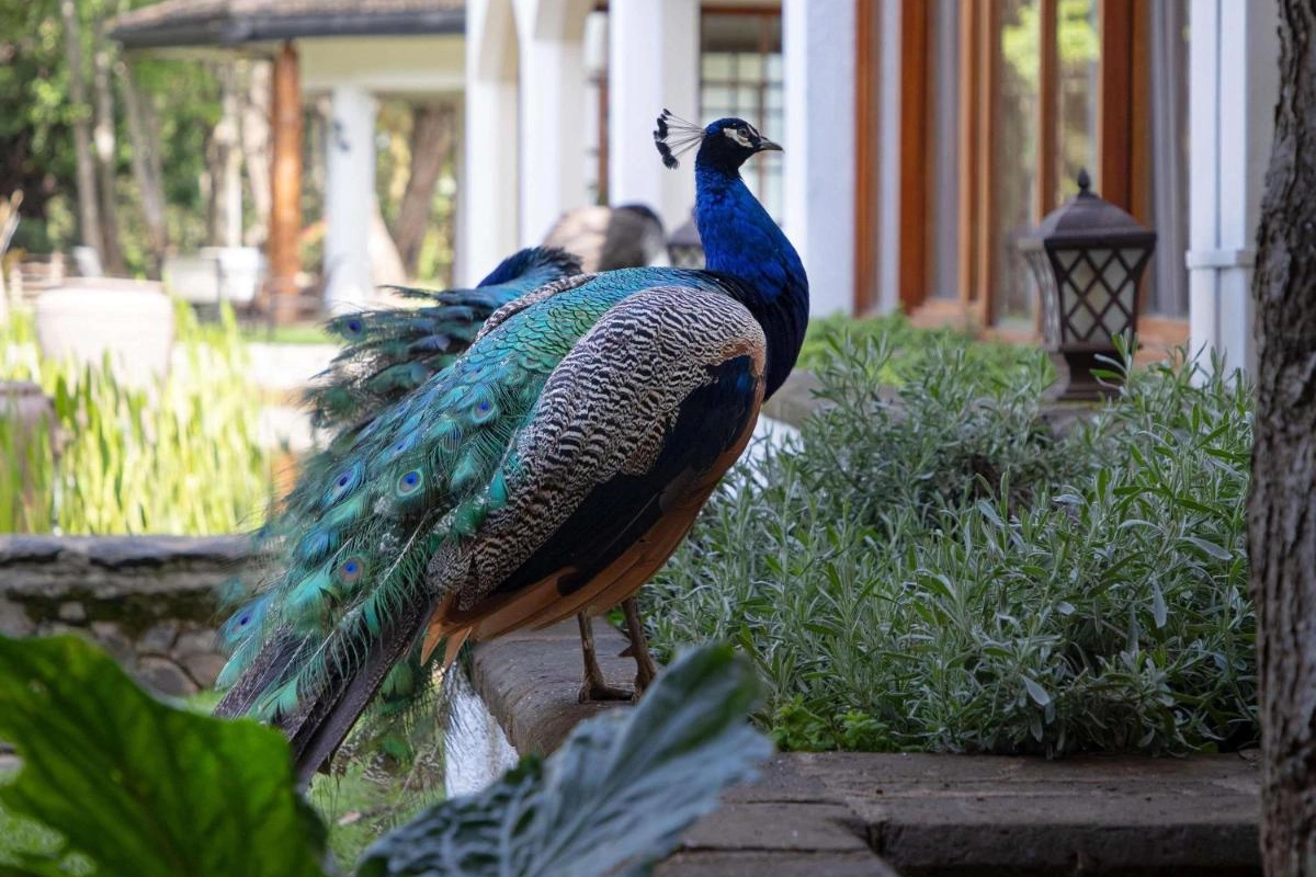 Fairmont Mount Kenya Safari Club - Hotel Photo 8