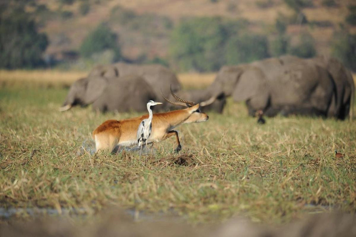 Chobe Water Villas - Hotel Photo 2