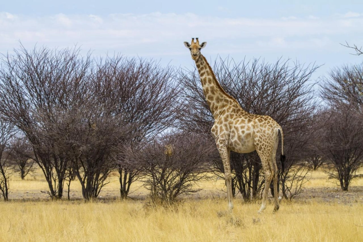 Epacha Game Lodge & Spa - Hotel Photo 29