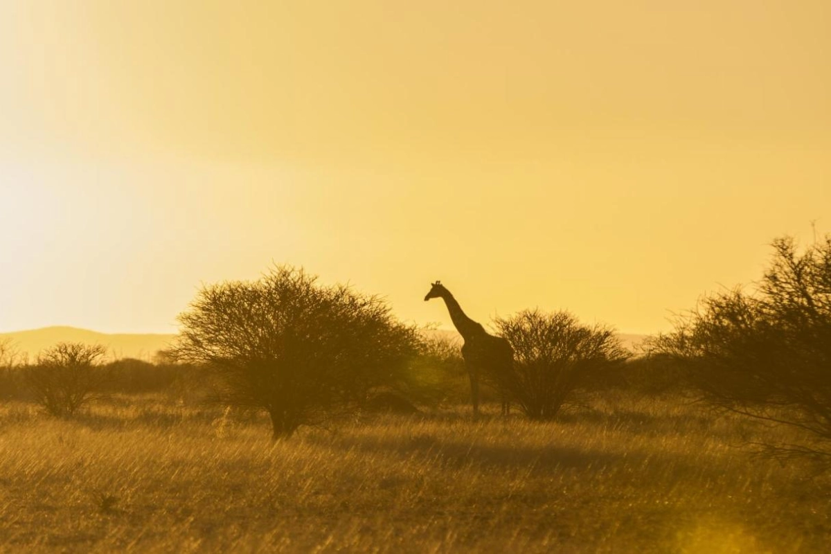 Epacha Game Lodge & Spa - Hotel Photo 30