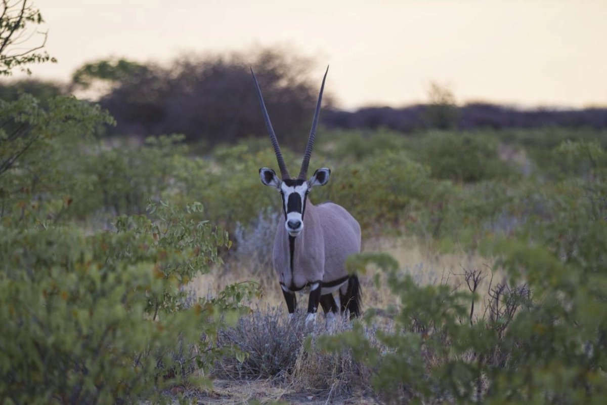 Epacha Game Lodge & Spa - Hotel Photo 32