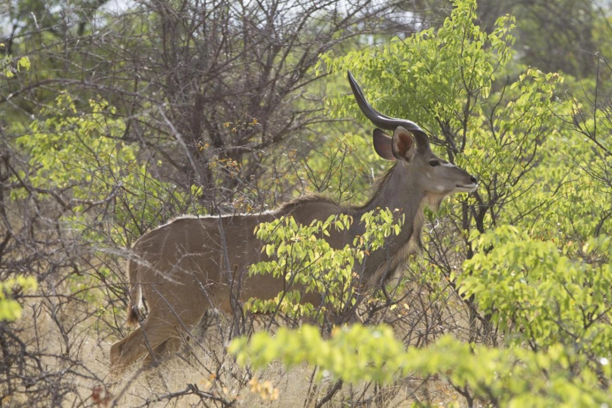 Epacha Game Lodge & Spa - Hotel Photo 33