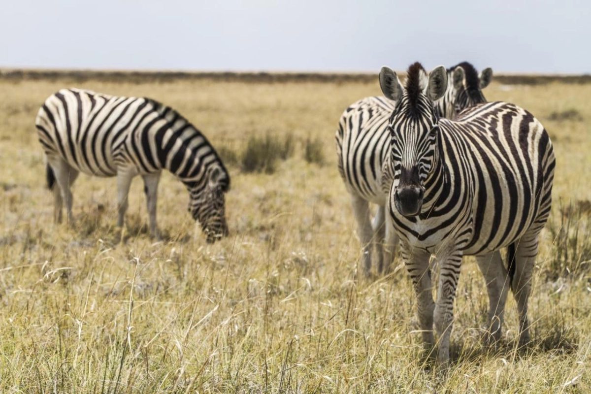 Epacha Game Lodge & Spa - Hotel Photo 35