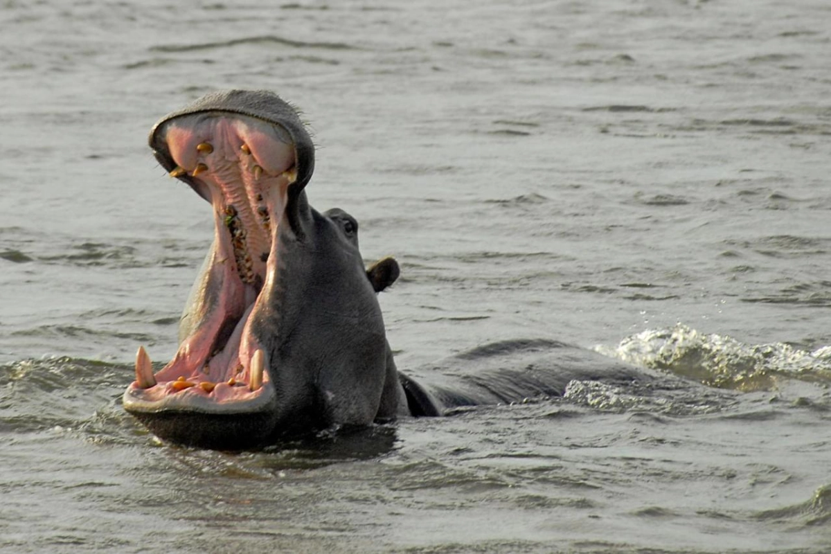 Divava Okavango Lodge & Spa - Hotel Photo 17