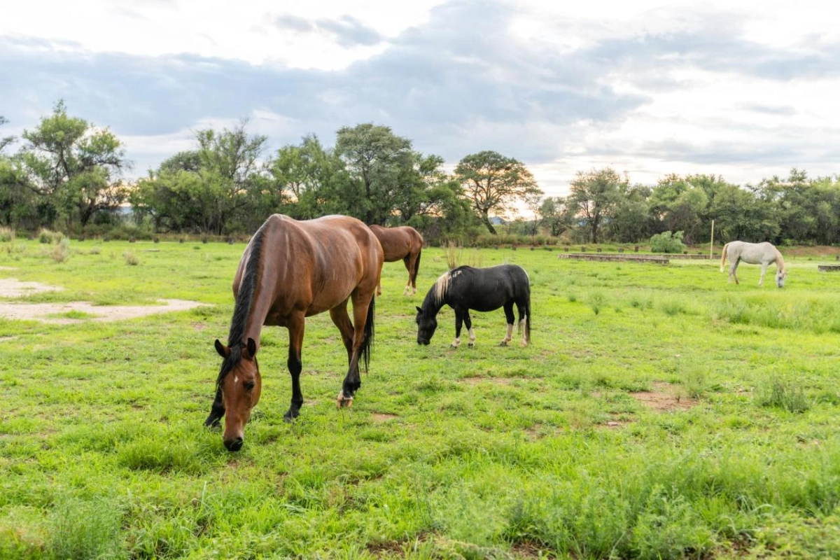 Midgard Country Estate - Hotel Photo 18