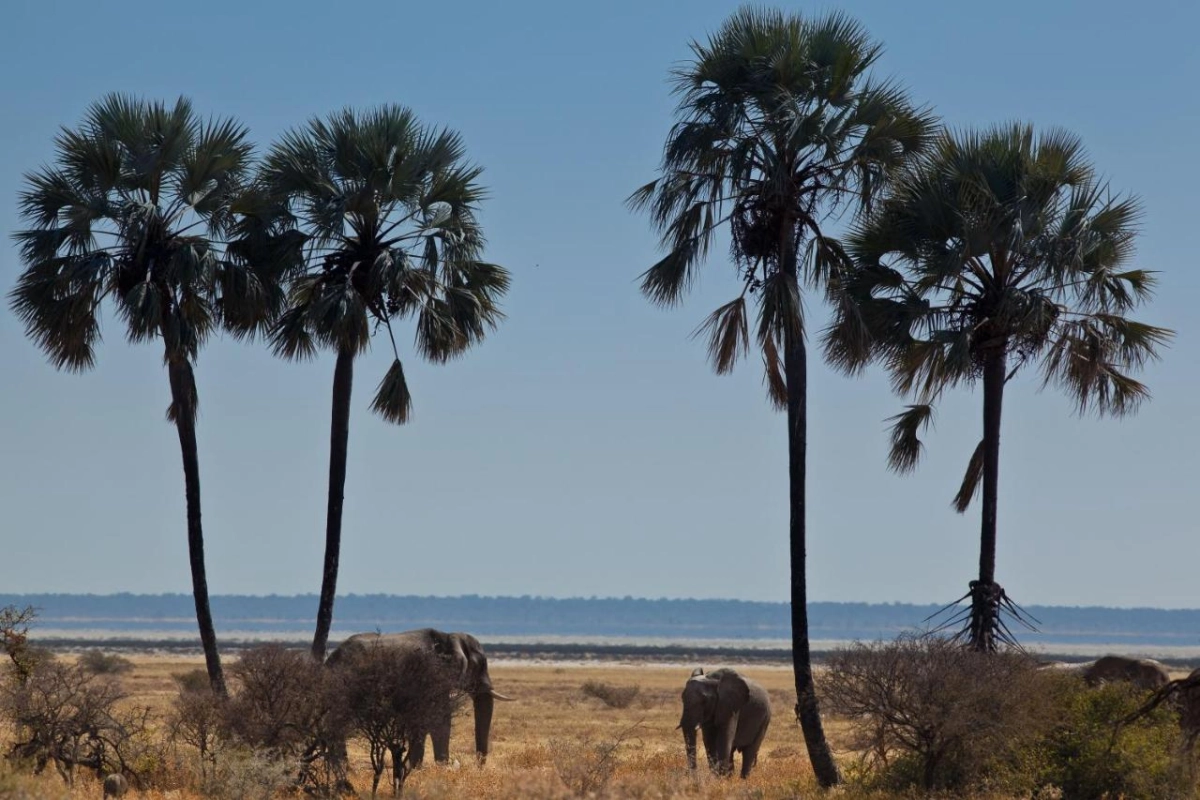 Mokuti Etosha - Hotel Photo 15