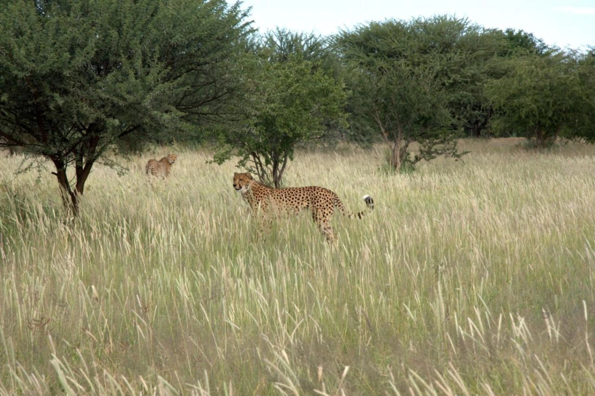 Mokuti Etosha - Hotel Photo 18