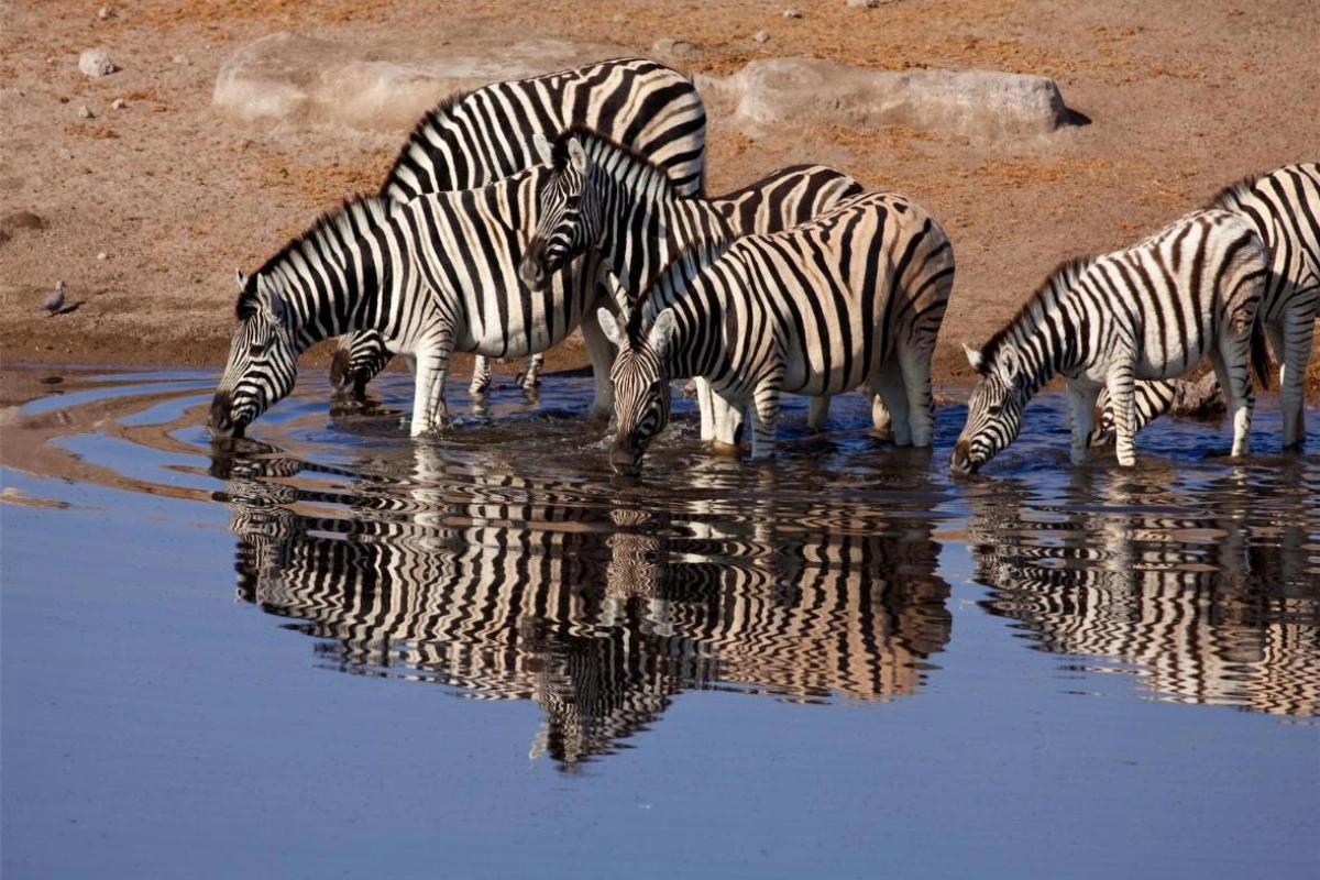 Mokuti Etosha - Hotel Photo 25