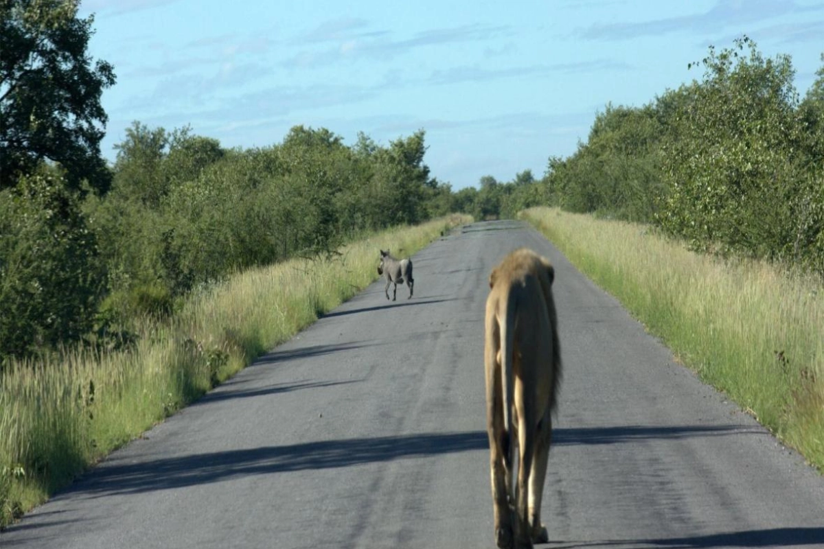 Mokuti Etosha - Hotel Photo 27