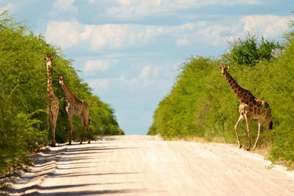 Mokuti Etosha - Hotel Photo 30