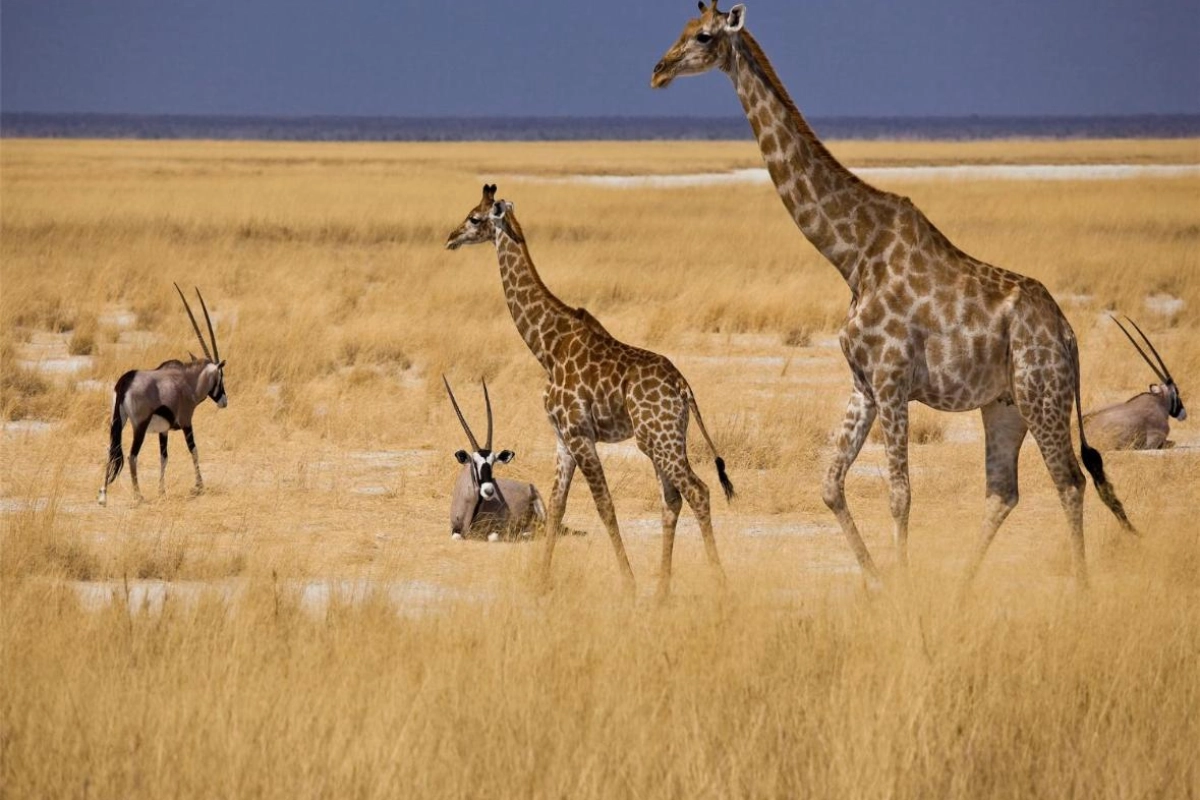 Mokuti Etosha - Hotel Photo 31