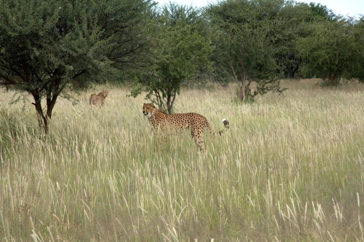 Mokuti Etosha - Hotel Photo 32