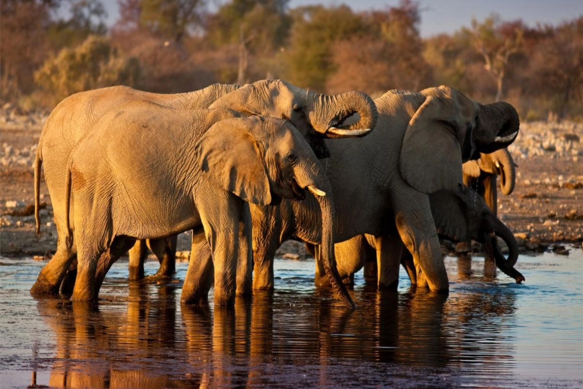 Mokuti Etosha - Hotel Photo 33