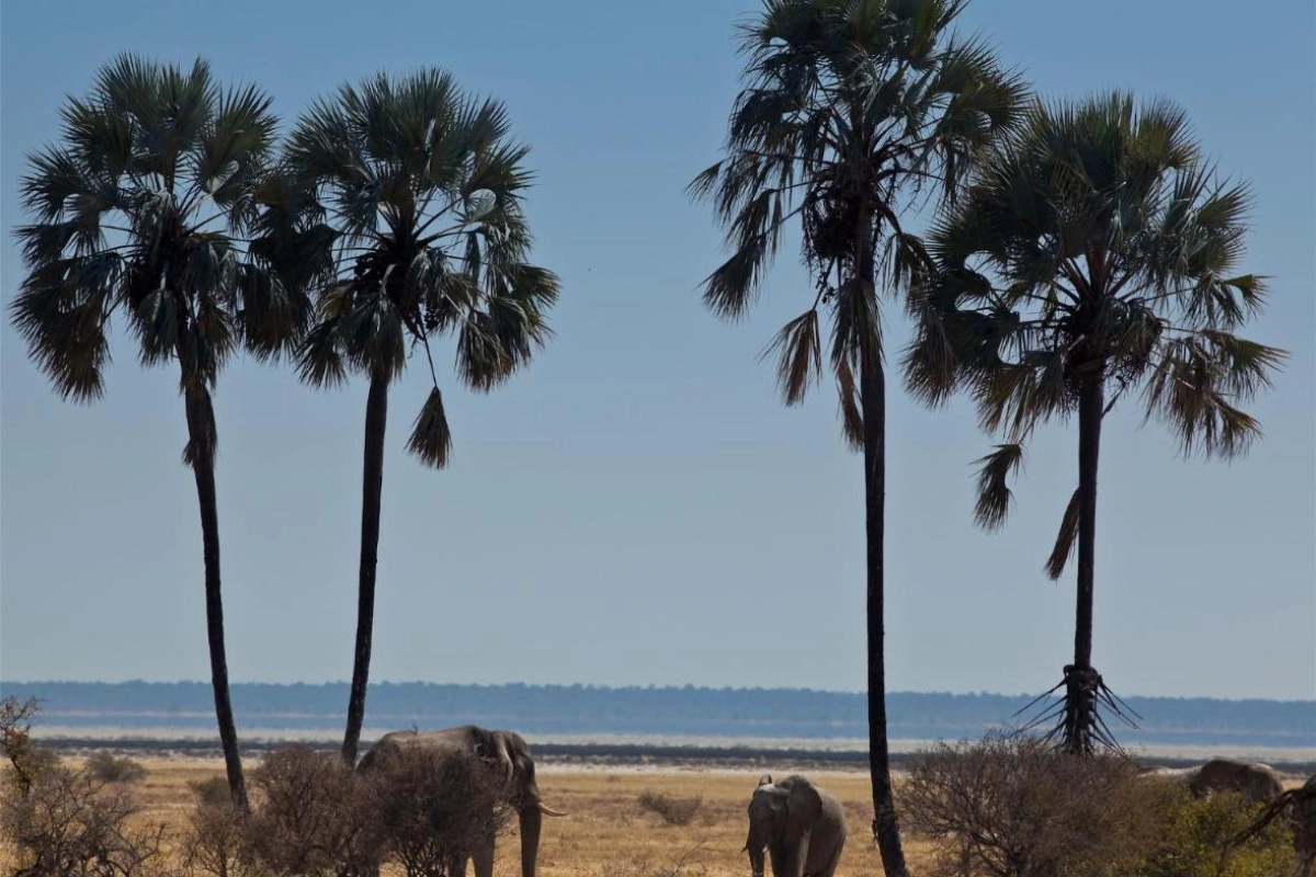 Mokuti Etosha - Hotel Photo 34