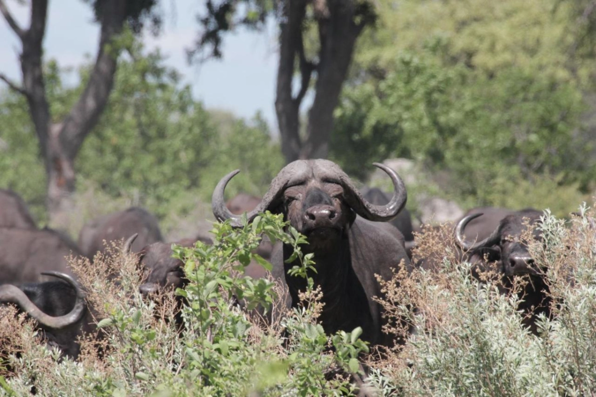 Nkasa Lupala Tented Lodge - Hotel Photo 2