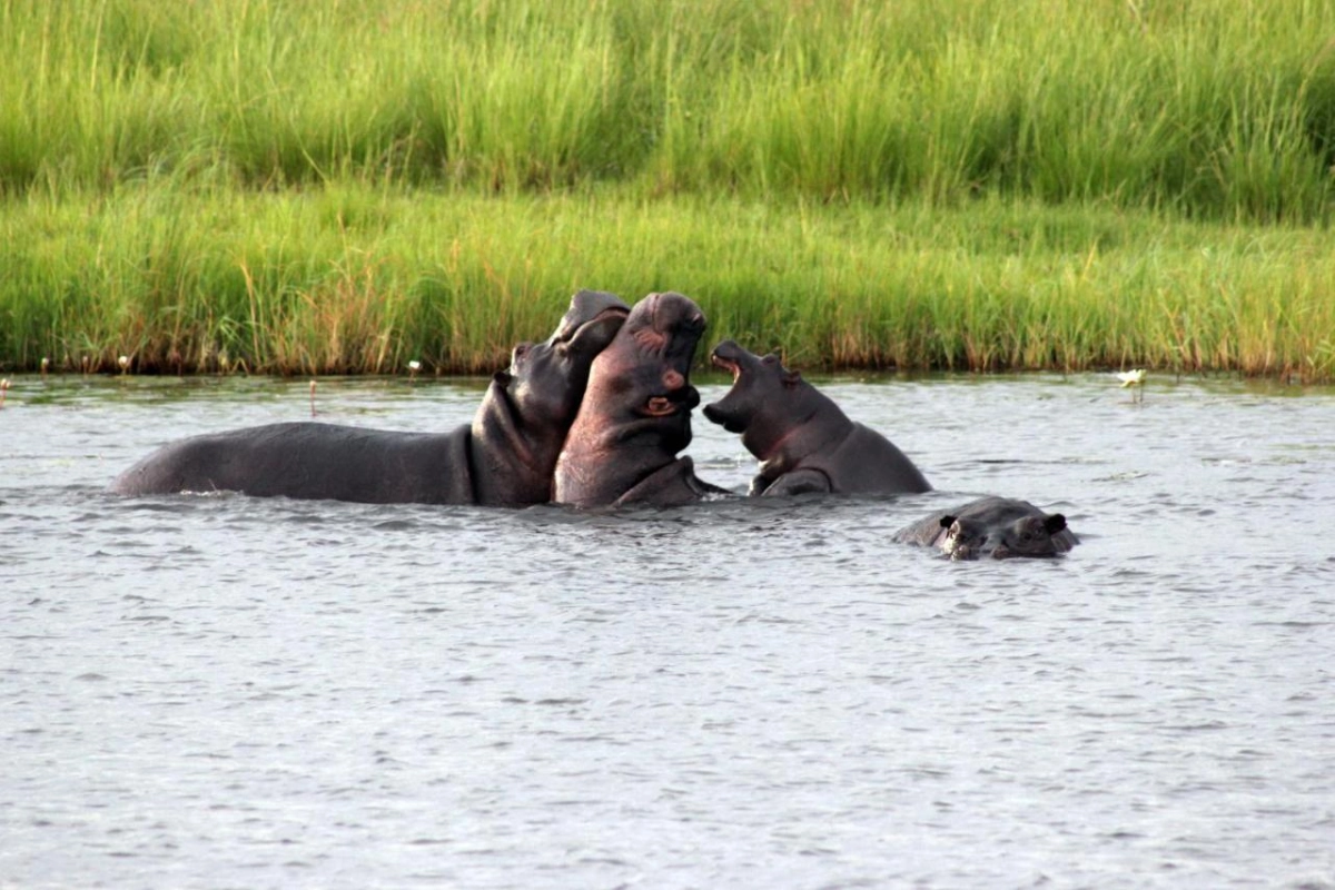 Nkasa Lupala Tented Lodge - Hotel Photo 3