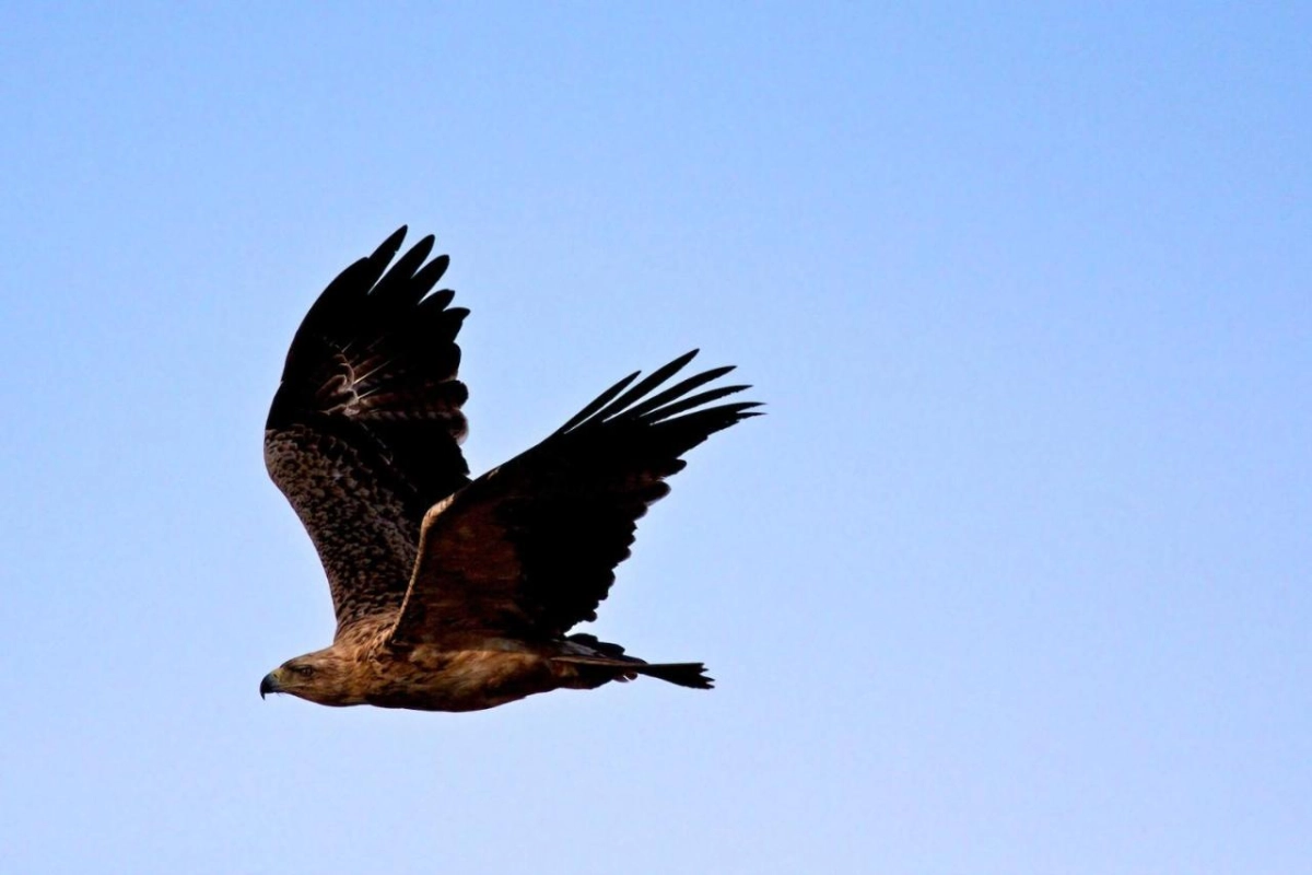 Nkasa Lupala Tented Lodge - Hotel Photo 6