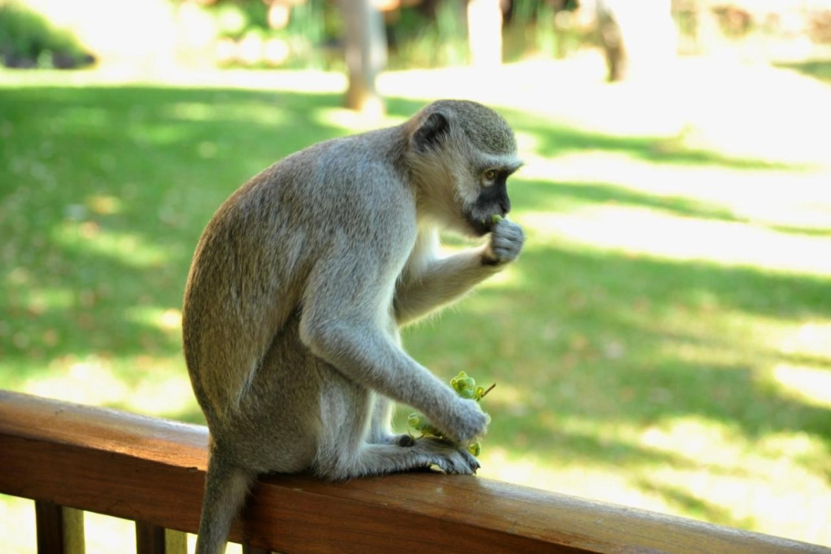 David Livingstone Safari Lodge & Spa - Hotel Photo 50