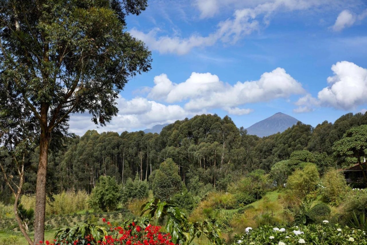 One & Only Gorilla's Nest - Hotel Photo 34