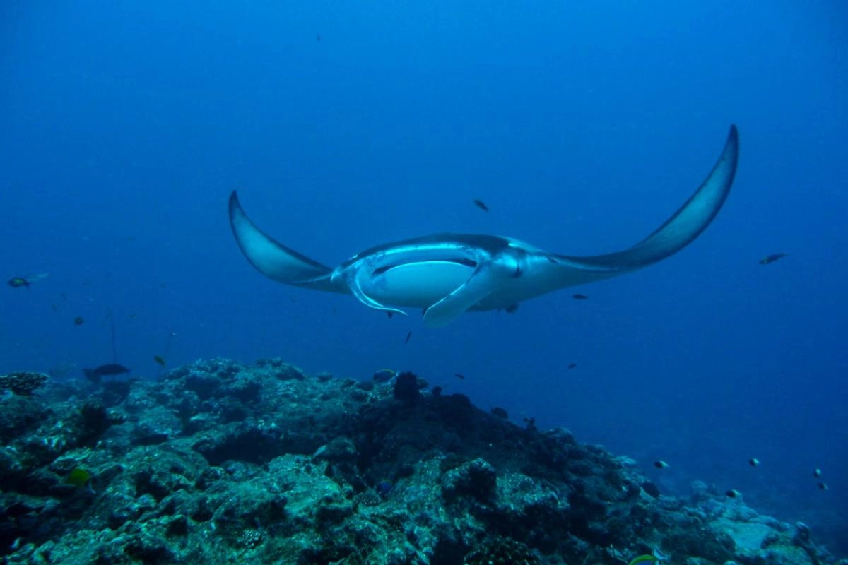 Milaidhoo Island - Hotel Photo 28