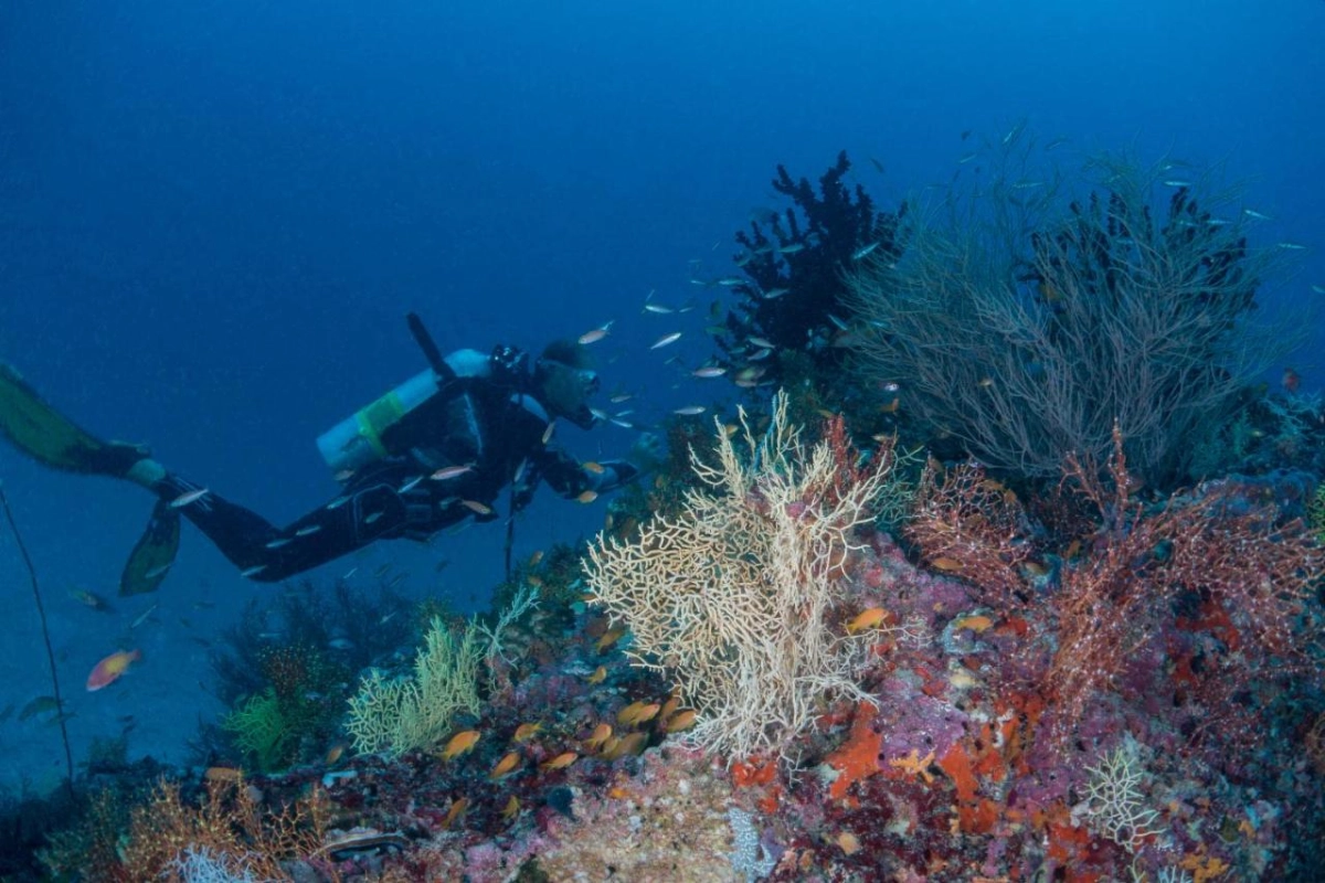 Milaidhoo Island - Hotel Photo 29