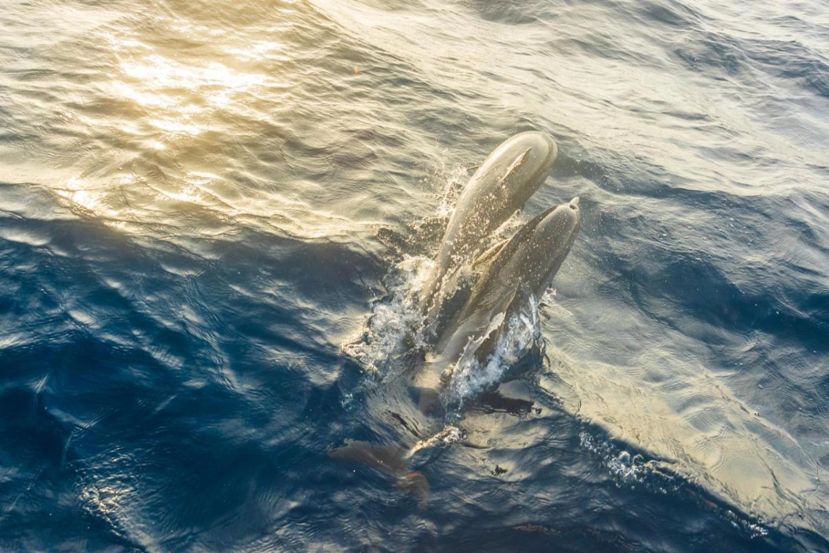 Milaidhoo Island - Hotel Photo 35