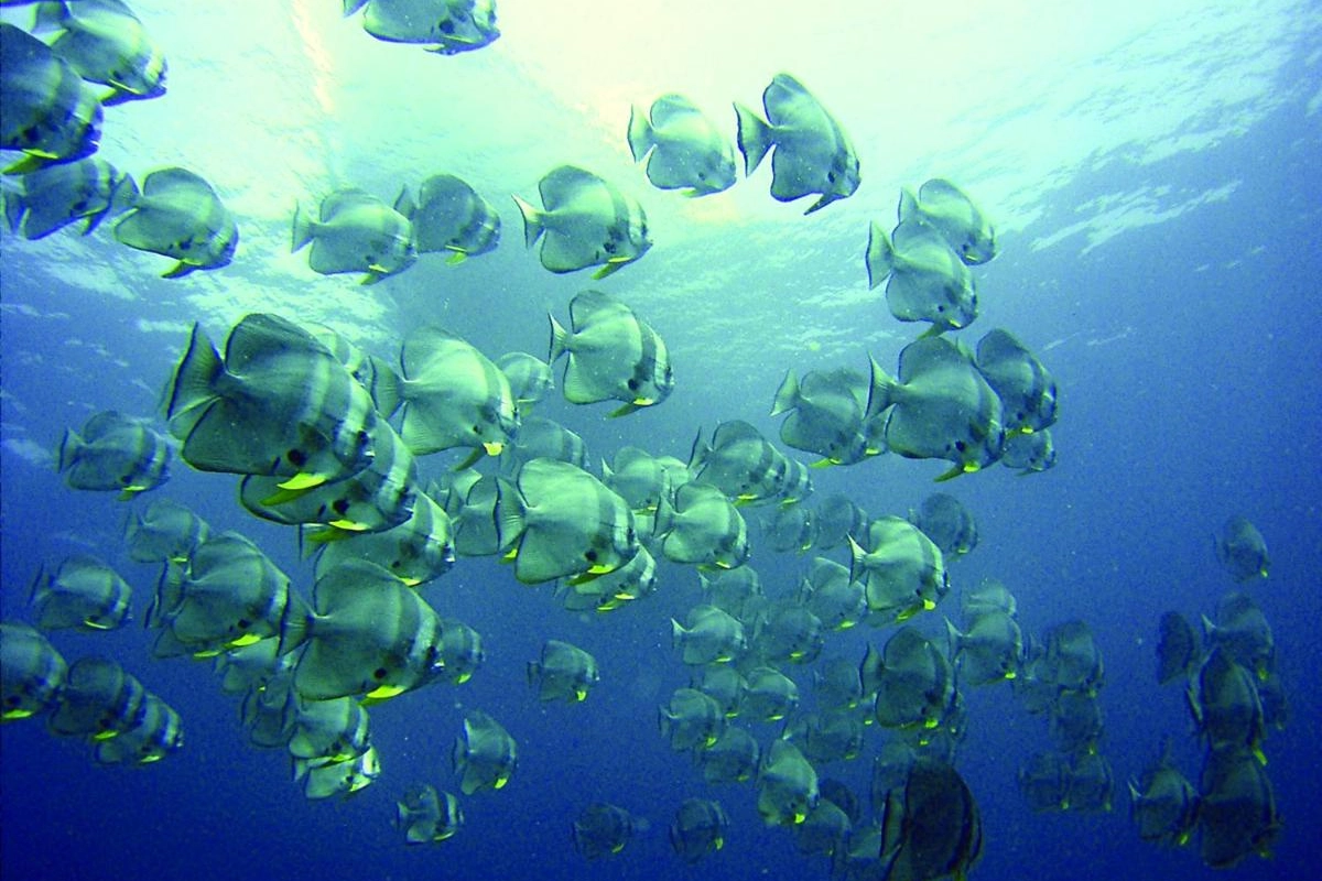 Baros Maldives - Hotel Photo 97