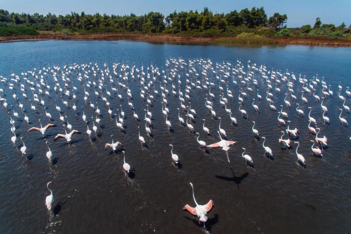 Sani Beach - Hotel Photo 7