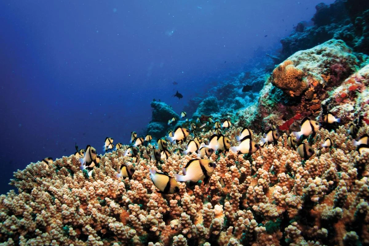 OBLU Select at Sangeli - Hotel Photo 8