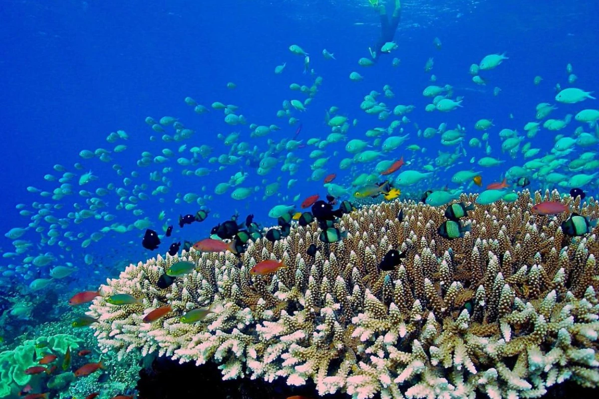 Mercure Maldives Kooddoo Resort - Hotel Photo 48