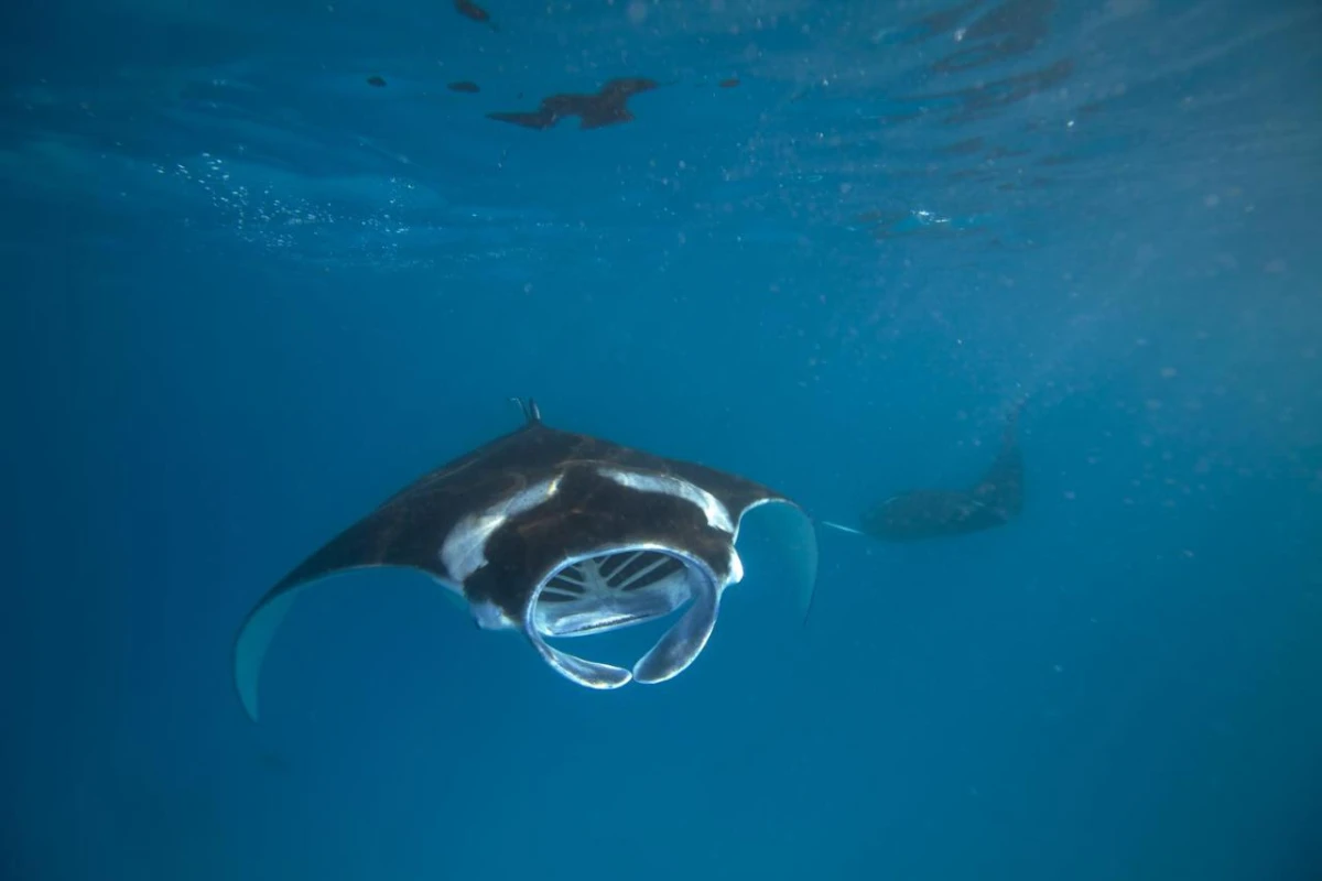 Kudadoo Maldives Private Island - Hotel Photo 45