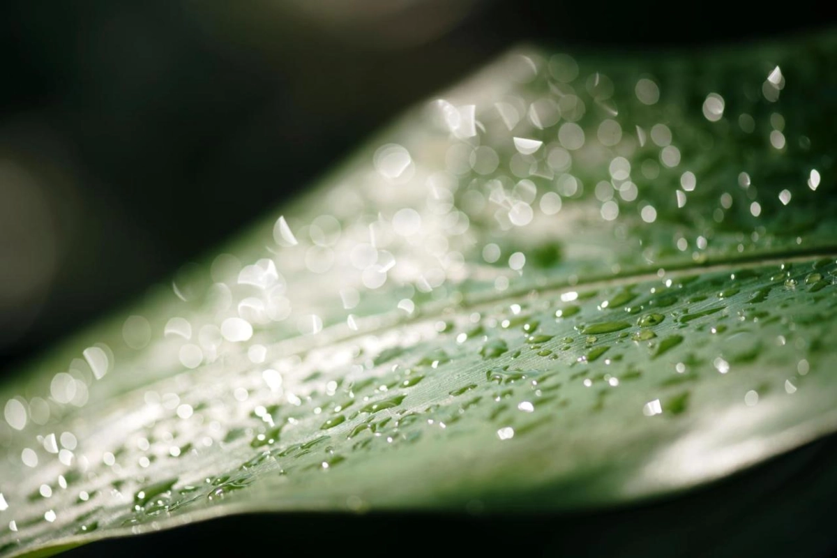 Sandals Grande St Lucian - Hotel Photo 75