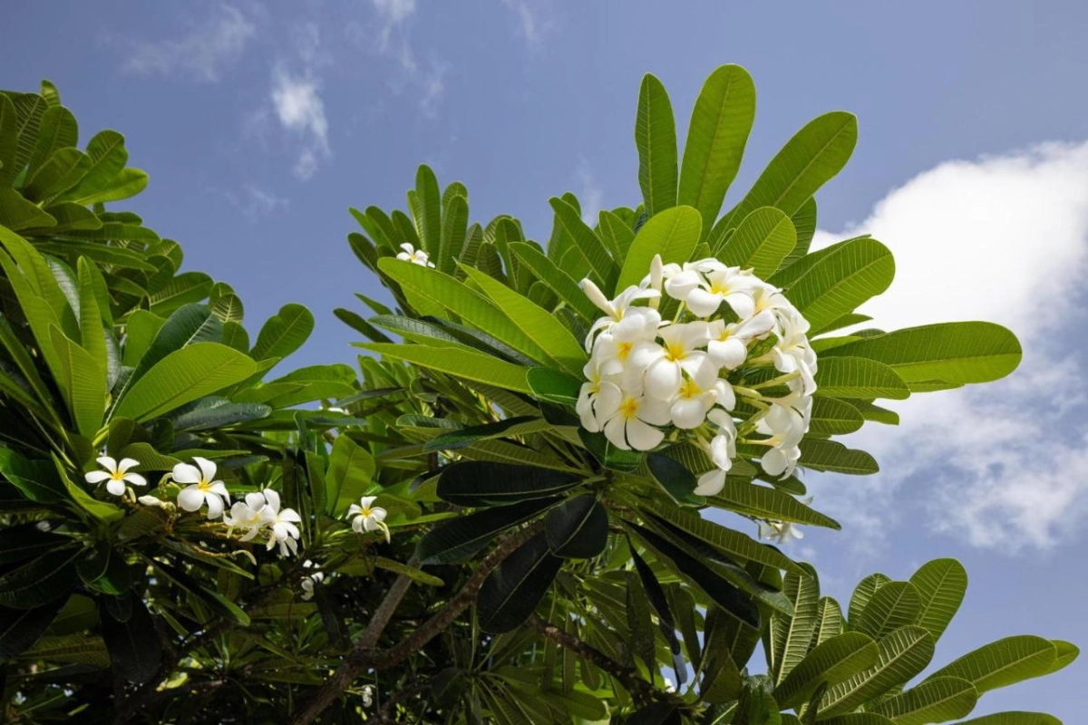 Sandals Grenada - Hotel Photo 73