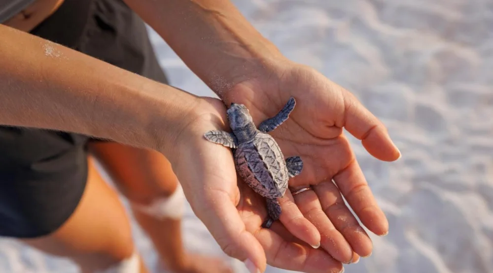 Royal Seaside Swim-up Club Level Ultra Suite W/ Patio Tranquility Soaking Tub at Sandals Royal Barbados