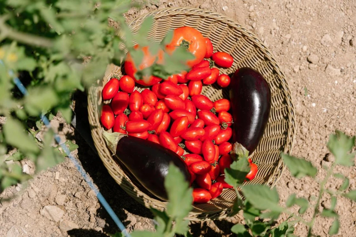 Paros Agnanti Hotel - Hotel Photo 47