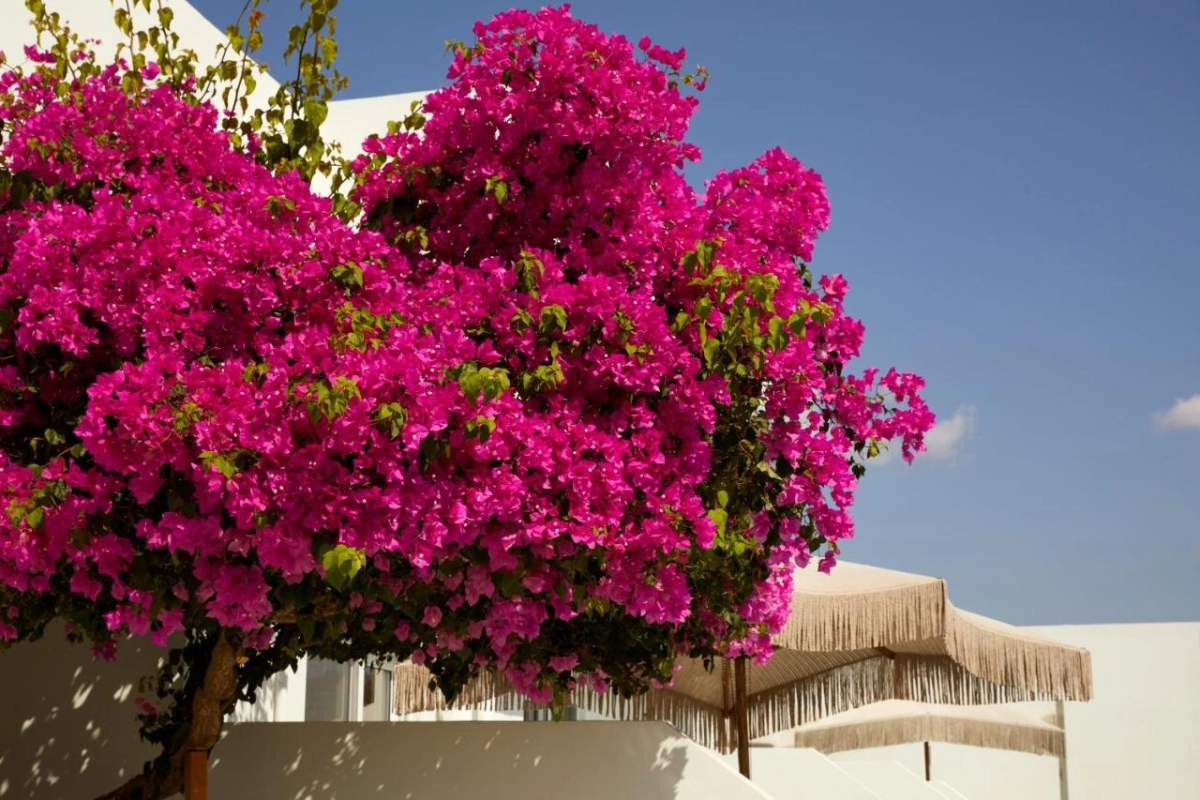 Absolute Resort Kiotari - Hotel Photo 30