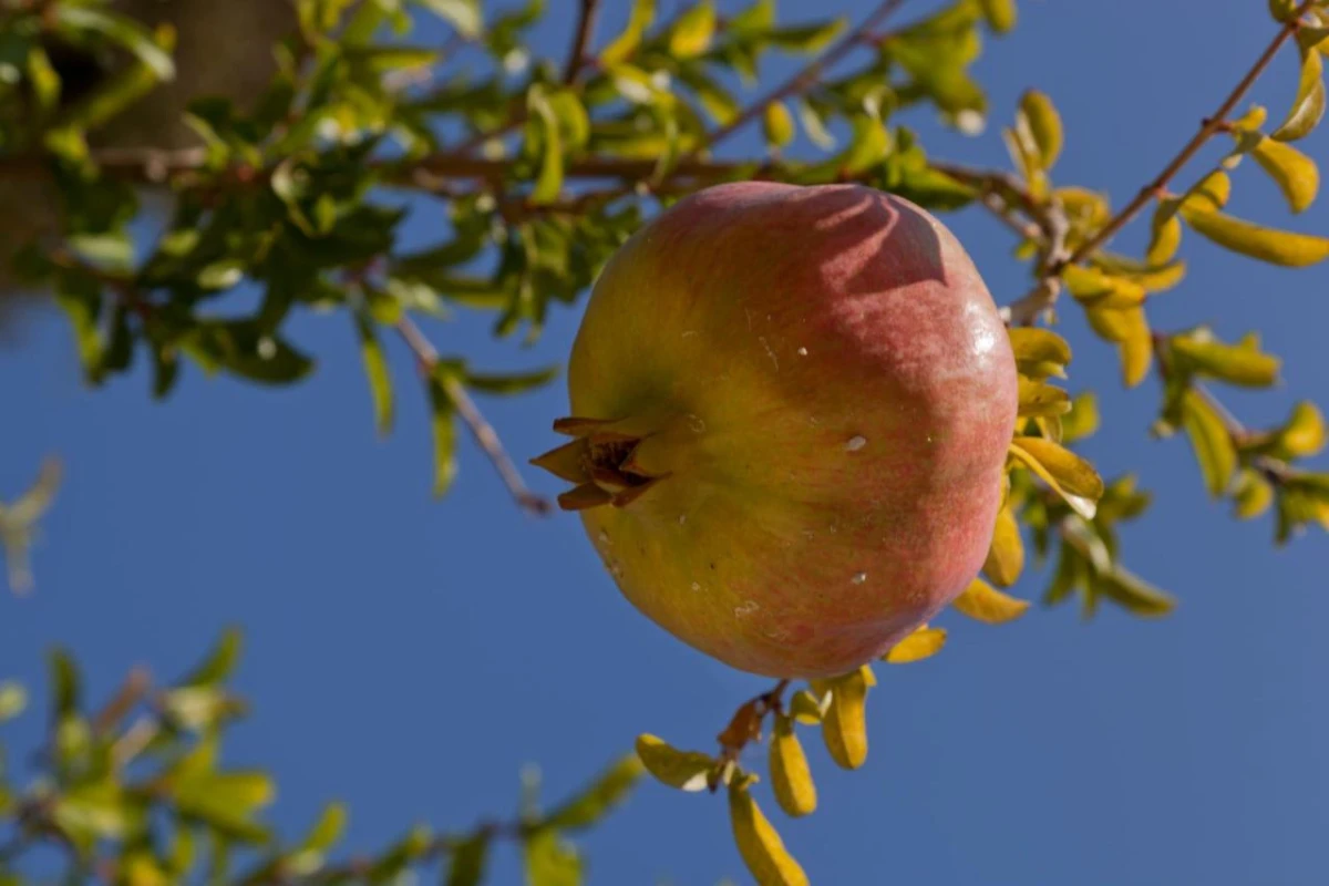 Creta Blue Boutique Hotel & Suites - Hotel Photo 30