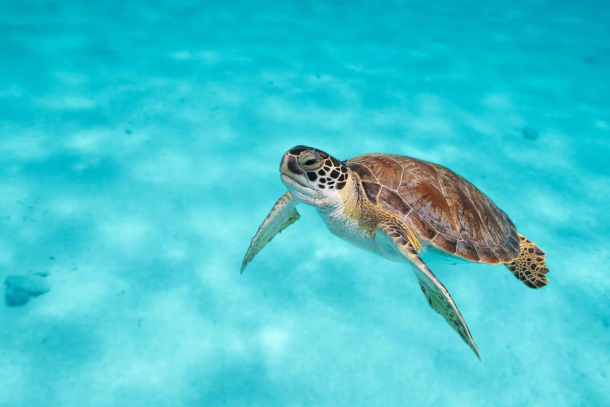 Van der Valk Plaza Beach & Dive Resort - Hotel Photo 29