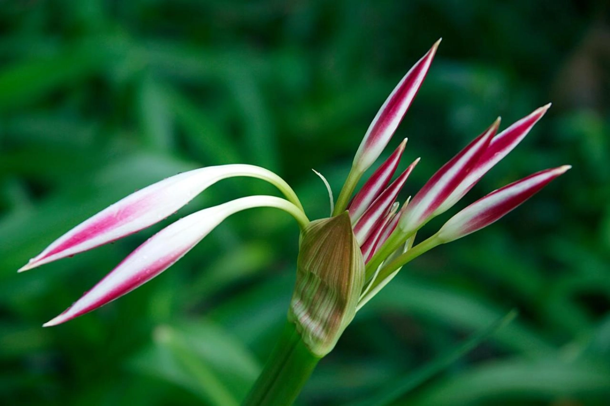 Le Domaine de L'Orangeraie Resort & Spa - Hotel Photo 44