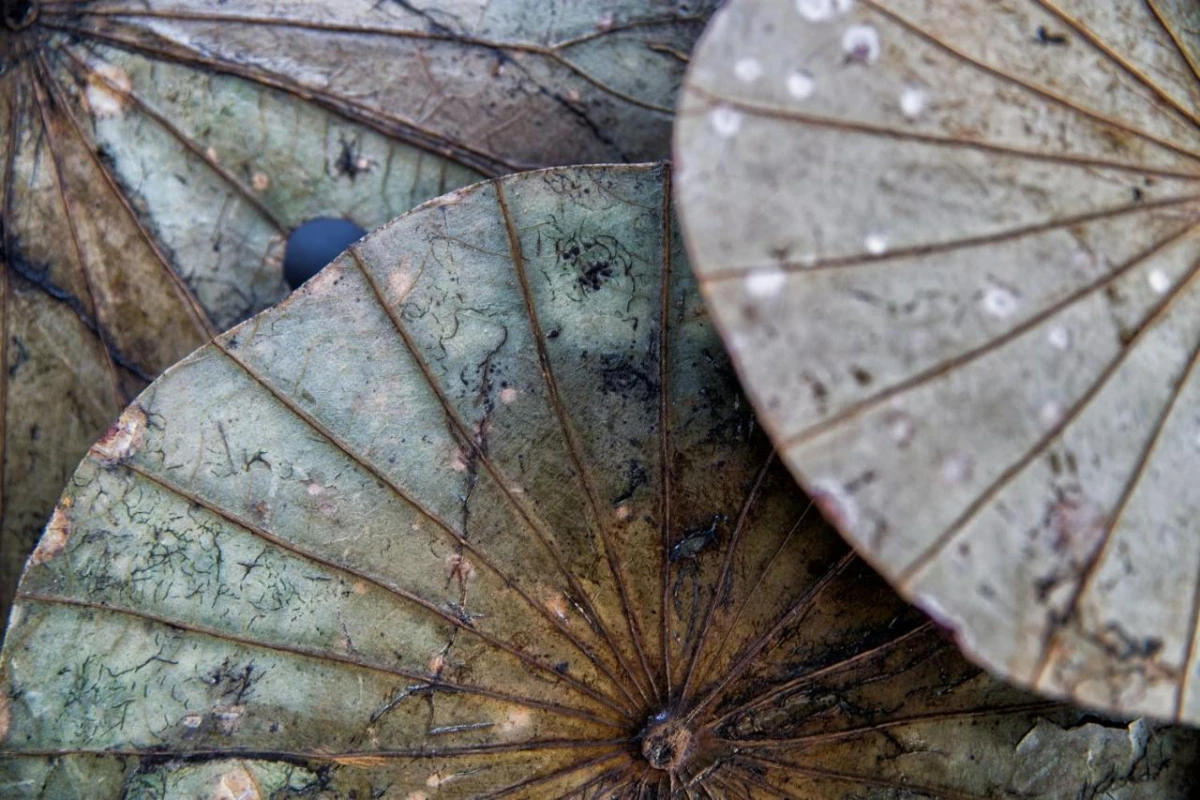 Sri Sharavi Beach Villas & Spa - Hotel Photo 6