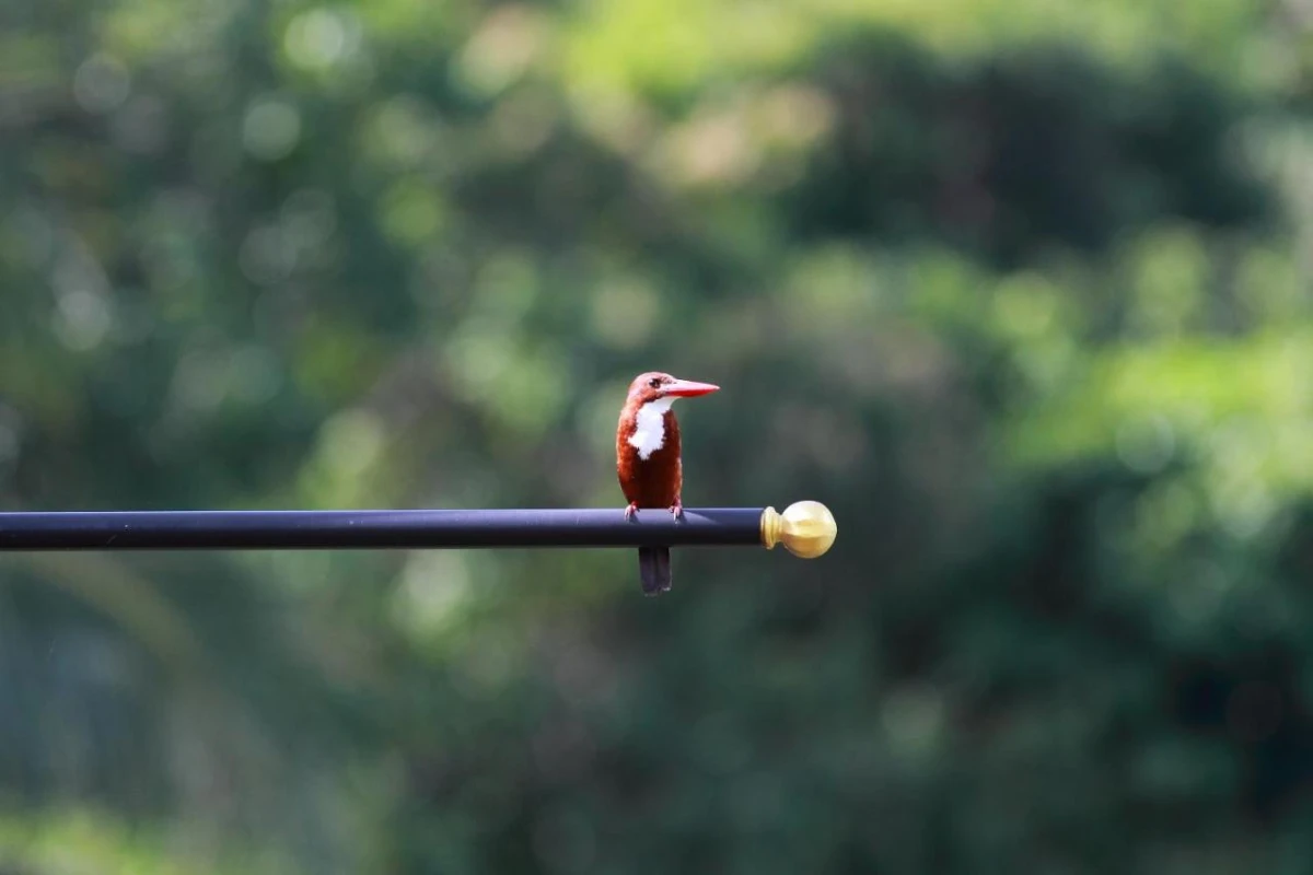 Ambong Ambong Rainforest Retreat - Hotel Photo 39