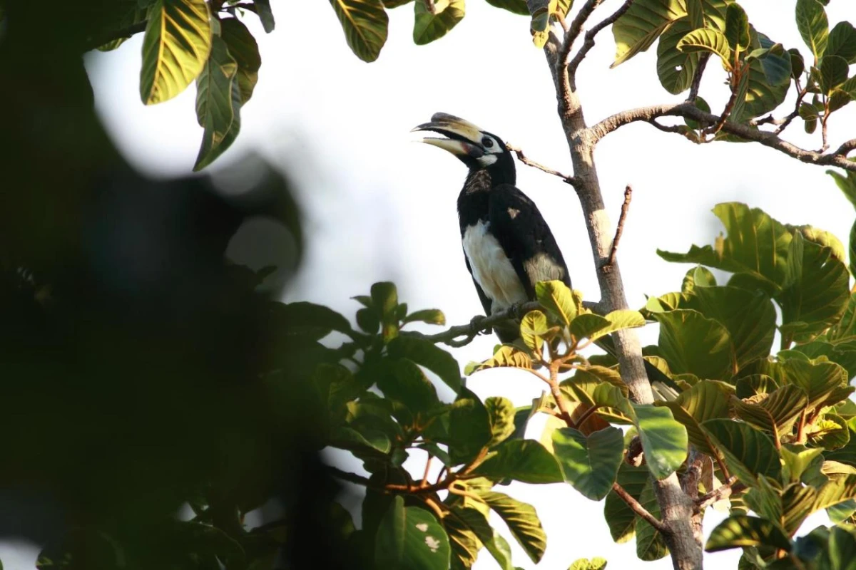 Ambong Ambong Rainforest Retreat - Hotel Photo 40