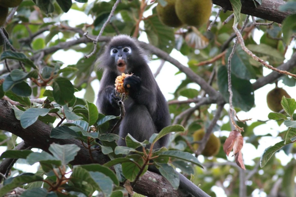 Ambong Ambong Rainforest Retreat - Hotel Photo 41