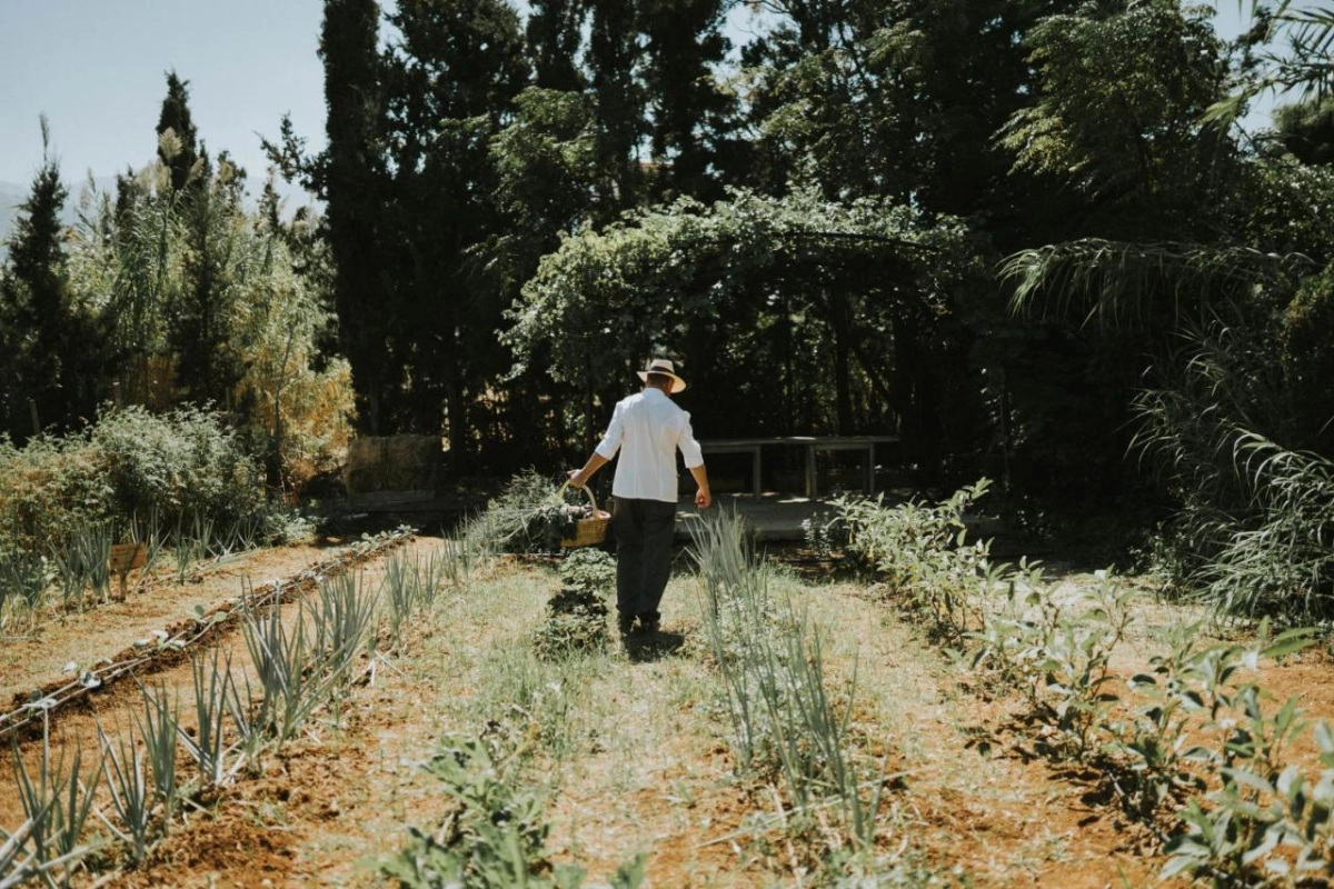 Phaea Cretan Malia - Hotel Photo 25